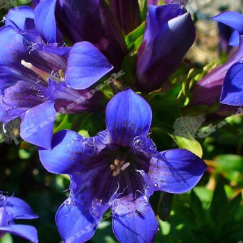 Goryczka siedmiodzielna