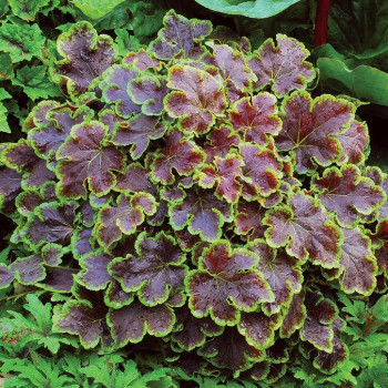 Żuraweczka (żurawka) "Solar Eclipse"