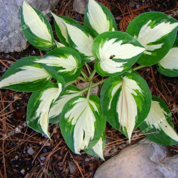 Funkia "Eternal Flame"