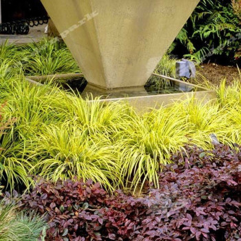 Tatarak trawiasty "Argenteostriatus"