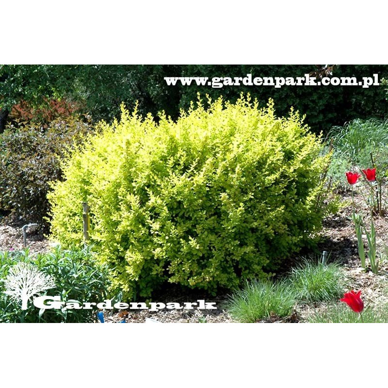 berberys żółty cena