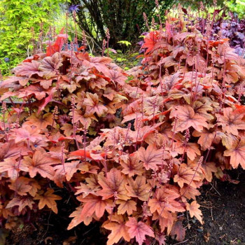 Żuraweczka "Sweet Tea"