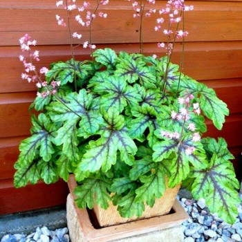 Żuraweczka "Tapestry"