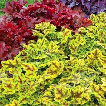 Żuraweczka "Golden Zebra"