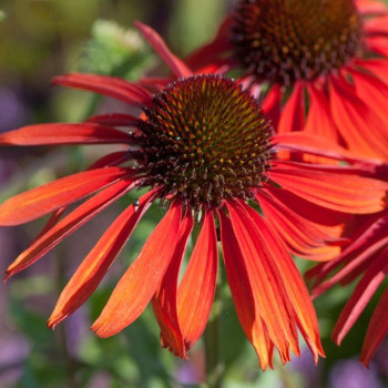 Jeżówka "Firebird"