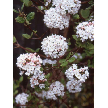 Kalina burkwooda  "Anne Russell"