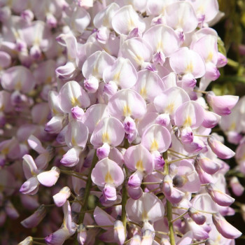 Wisteria kwiecista  "Lipstick"