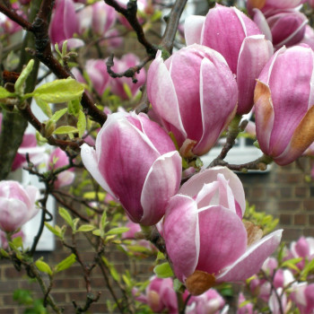 Magnolia ,,Rustica Rubra"