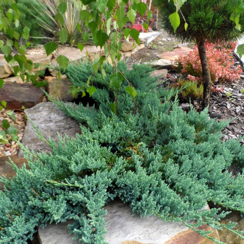 Jałowiec płożący Wiltonii gdzie kupić