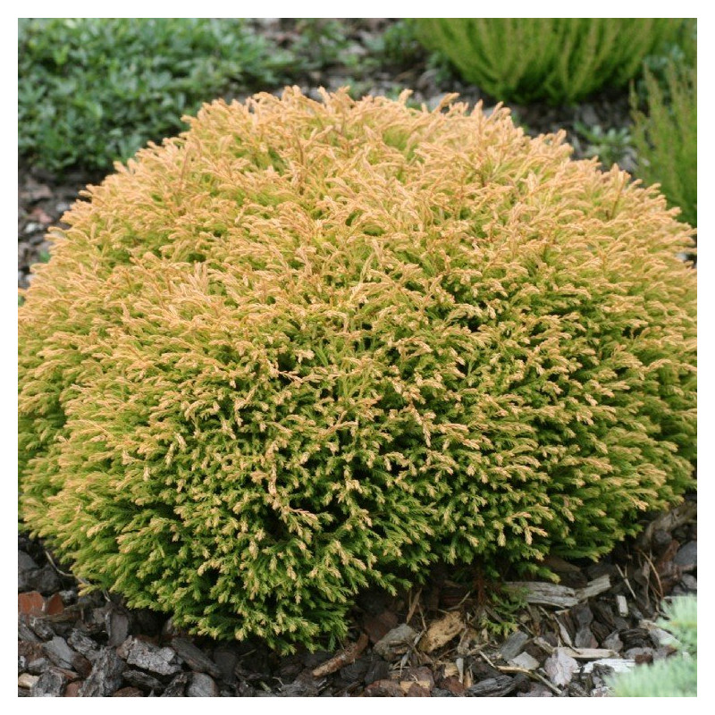 Żywotnik zachodni Golden Tuffet sadzonka