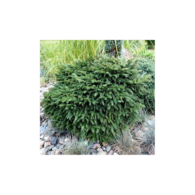 Świerk serbski Karel