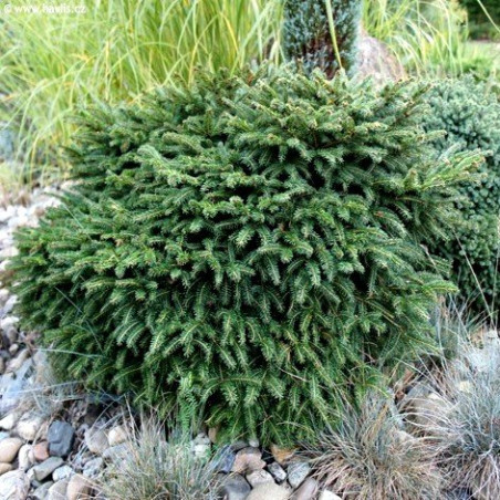 Świerk serbski Karel