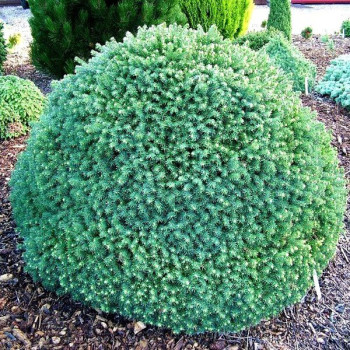 Świerk serbski Karel