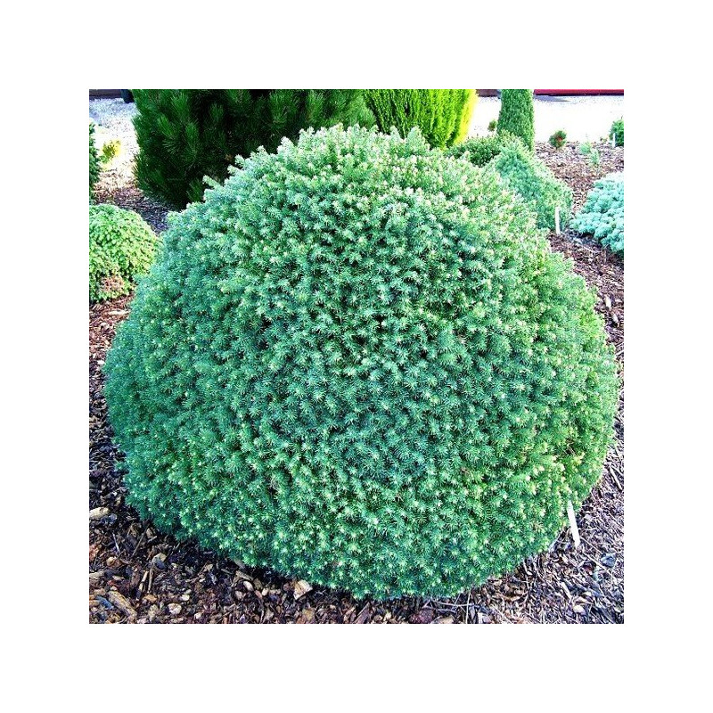 Świerk serbski Karel