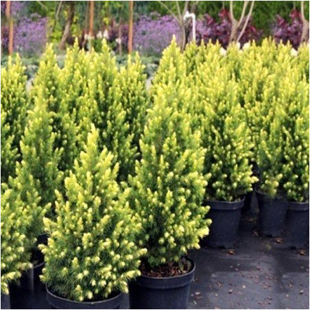 Świerk Rainbow's End cena