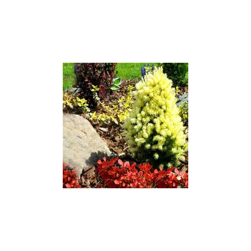 Świerk Biały daisys white