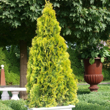 Żywotnik Zachodni (Thuja) Golden Smaragd