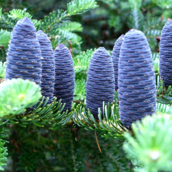 Jodła Koreańska - Sadzonka 40 - 50 cm