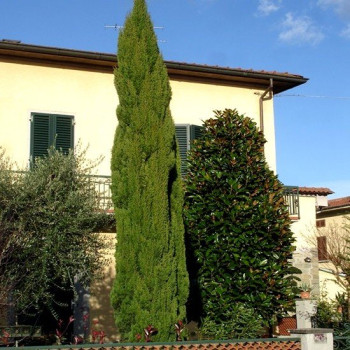 Jałowiec Pospolity  "Arnold"