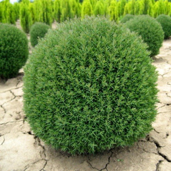 Żywotnik Zachodni (Thuja) Teddy