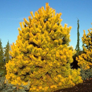 Sosna pospolita "Aurea"