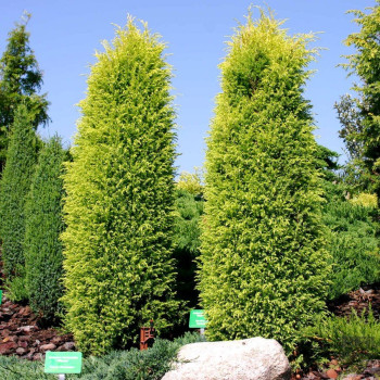 Jałowiec pospolity "Gold Cone"