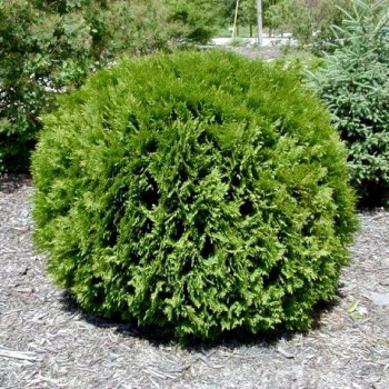 Żywotnik zachodni " Woodwardi"