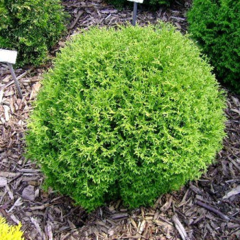 Żywotnik zachodni "Tiny Tim"