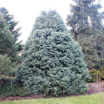 Jodła kalifornijska "Compacta"