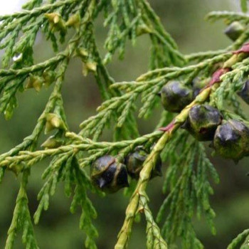 Cyprysik nutkajski "JUBILLE"