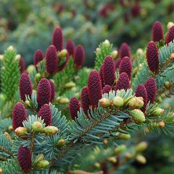 Świerk pospolity "Acrocona"