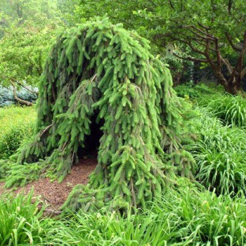 Świerk pospolity "Frohburg"