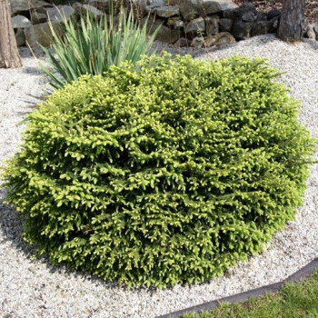 Świerk pospolity "Nidiformis"