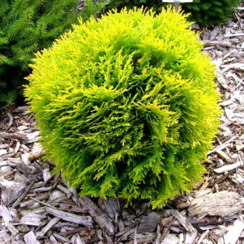 Żywotnik zachodni "Amber Glow"