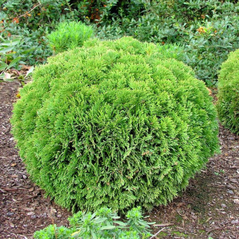 Żywotnik zachodni "Danica"