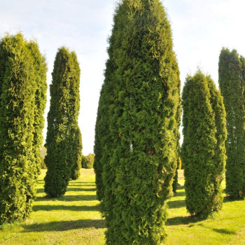 Żywotnik zachodni "Columna"