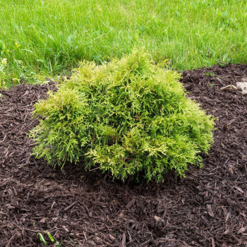 Żywotnik zachodni 'Umbraculifera'