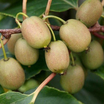 Mini Kiwi - Actinidia "Dr Szymanowski"