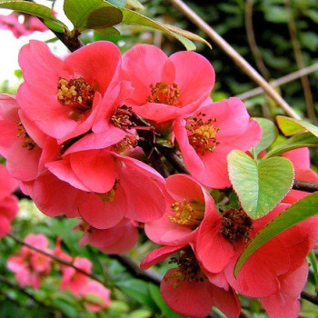 Pigwowiec Okazały  "Rubra"