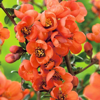 Pigwowiec Wspaniały "Orange Trail"