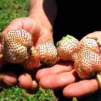 Truskawka o smaku ananasa White Dream®