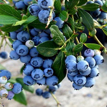 Borówka amerykańska "EARLIBLUE" - SADZONKA 2-LETNIA