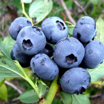 Borówka amerykańska "TORO" - SADZONKA 2-LETNIA