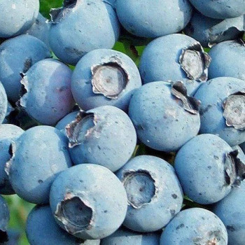 Borówka amerykańska "CHANDLER" - SADZONKA 3-LETNIA