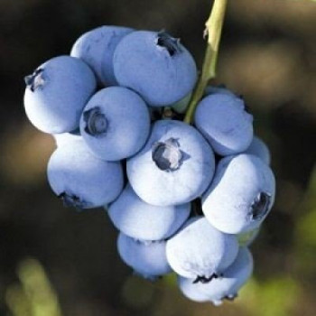 Borówka amerykańska "NELSON" - SADZONKA 2-LETNIA