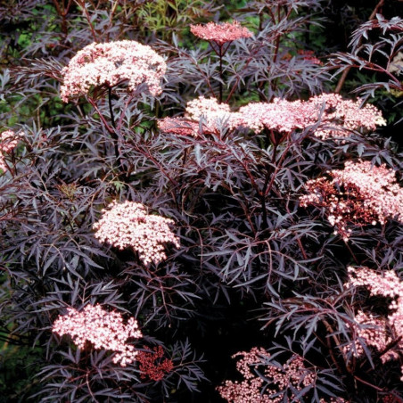 Sambucus Nigra Black Lace