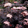 Sambucus Nigra Black Lace