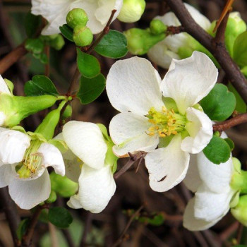 Pigwowiec "Jet Trail"