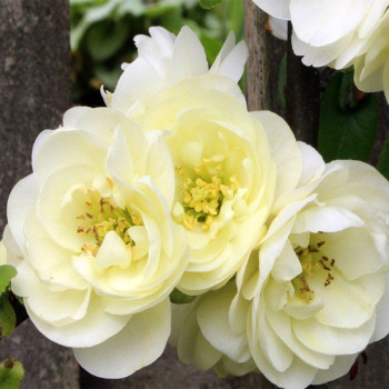 Pigwowiec "Yukigoten"