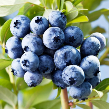 Borówka amerykańska "DARROW"  - SADZONKA 2-LETNIA